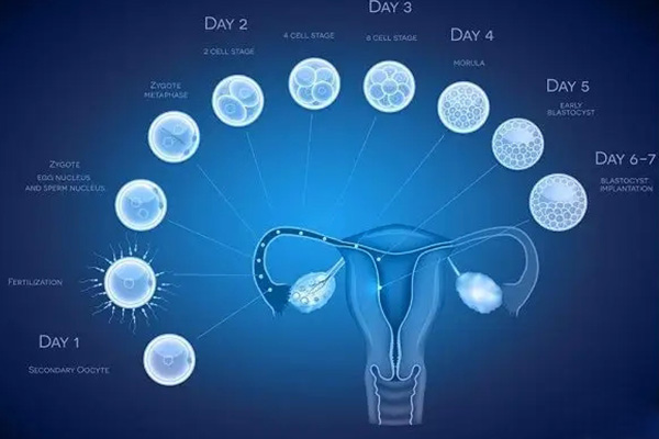 胚胎着床发育过程