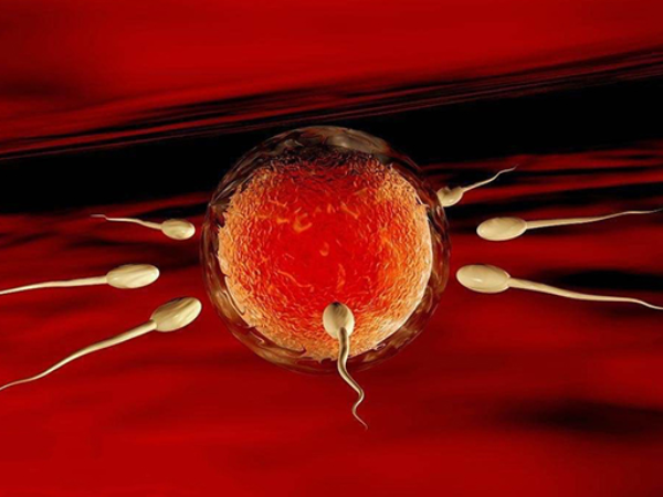 做试管是取精卵在体外受精