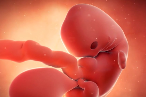 妊娠前八周为胚胎期