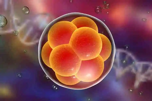4bb囊胚的滋养层是b级