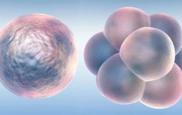胚胎等级分别四个级别