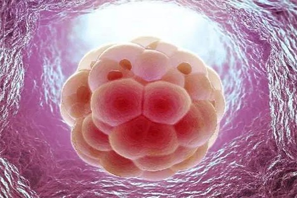 囊胚级别与成功率关系密切