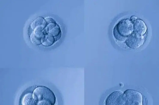 B级胚胎移植成功率为30%