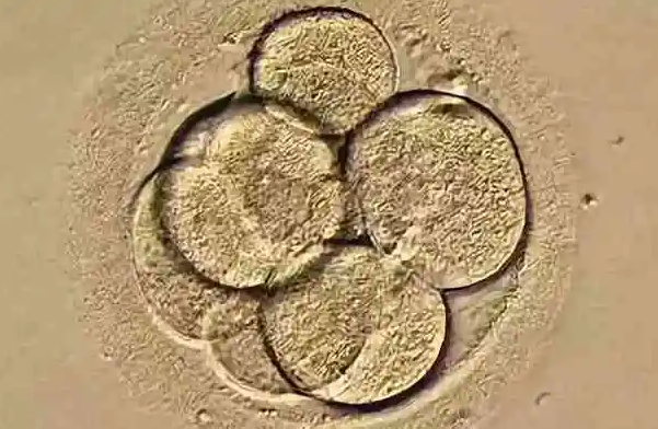 胚胎质量不佳会造成养囊失败