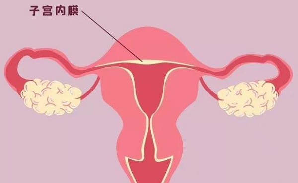 白藜芦醇能改善子宫环境