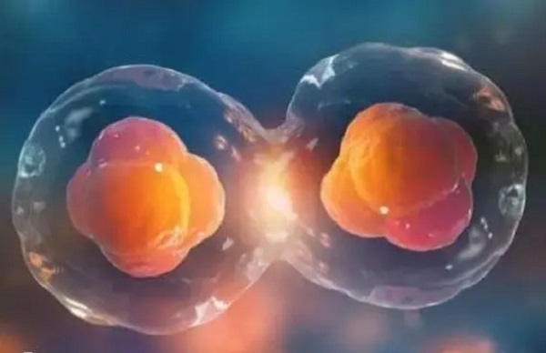 胚胎破裂后会与子宫内膜产生接触