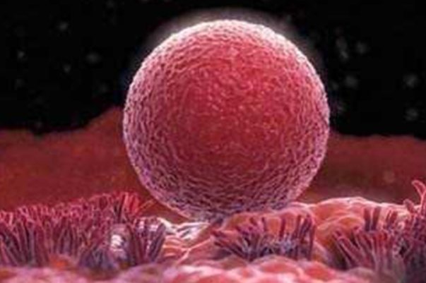胚胎进行定位是第二个环节