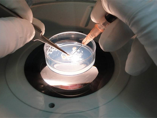 第四代试管婴儿即卵子干细胞技术