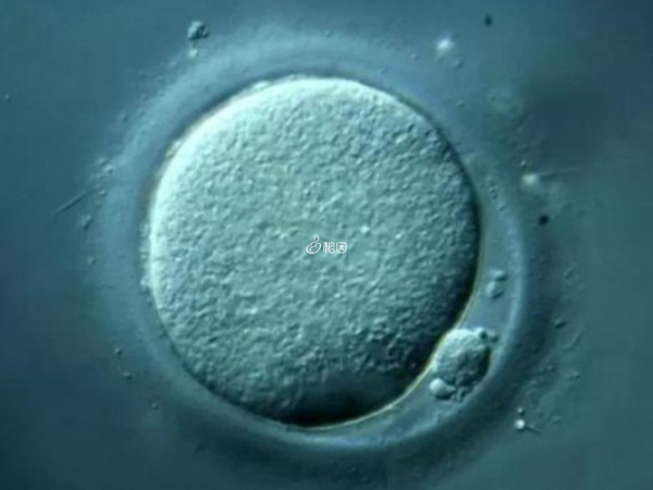 借卵做试管婴儿同时对囊胚进行筛查