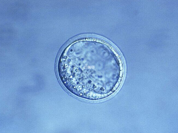 囊胚筛选可提高移植成功率