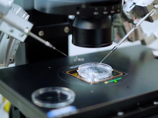 实验室培养胚胎