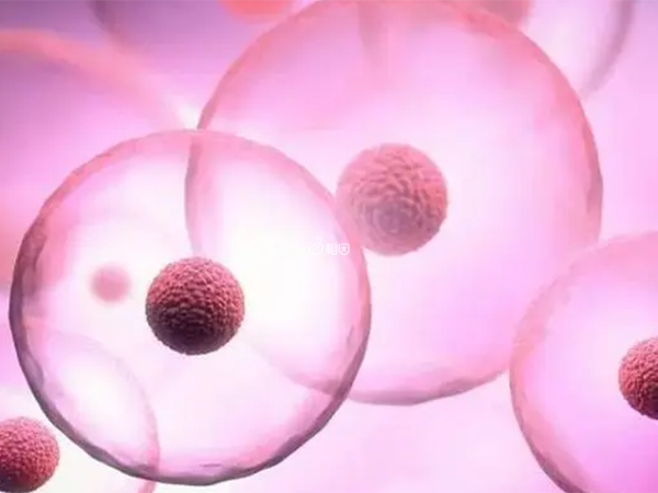 PGS筛查后有2个合格的男性胚胎