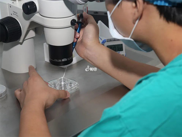 马来西亚试管能对胚胎性别筛查