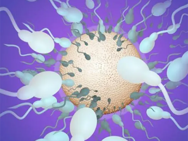 存在抗精子抗体会影响胚胎发育