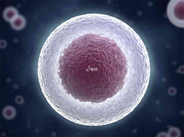 胚胎移植分鲜胚和冻胚