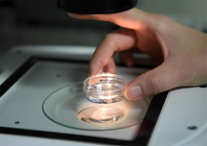 美国第三代试管婴儿技术会对胚胎进行筛查