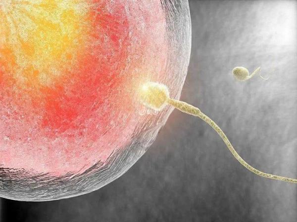 供精人授一次打入1个精子一般多少次才会成功怀孕？