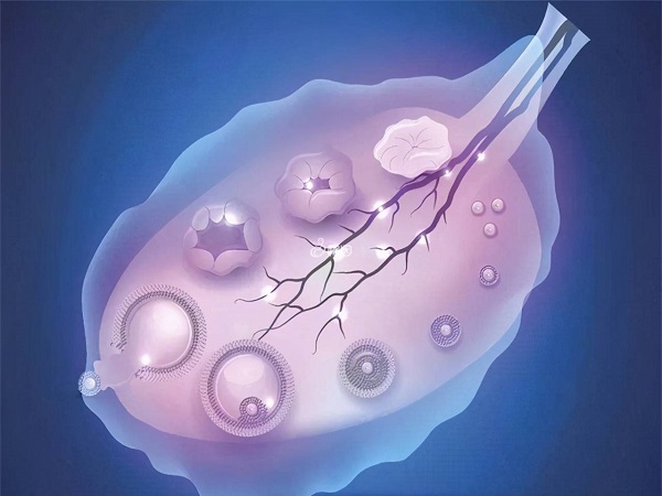 卵泡不长可能是卵巢功能衰退导致的