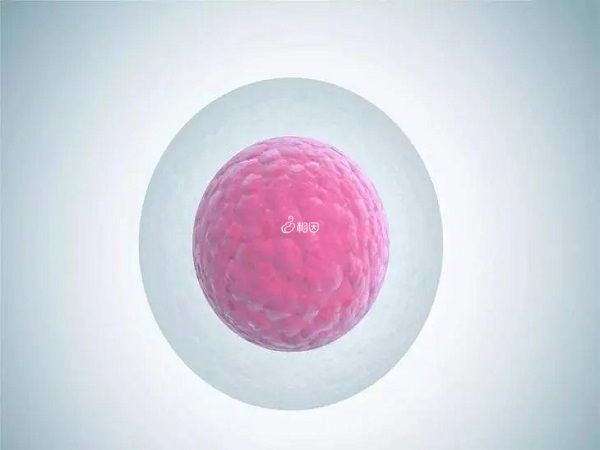 卵泡长宽相差大会影响排卵