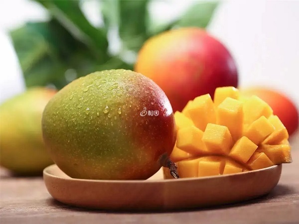 移植后吃芒果能够提高身体免疫力