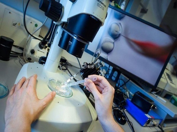 实验室环境不合格就会导致囊胚培养失败