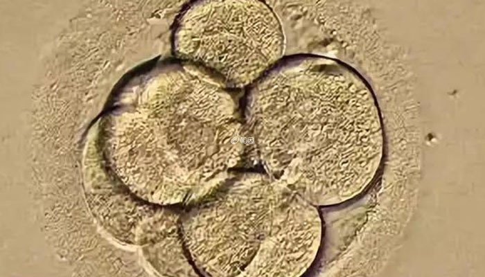 第三天胚胎发育都正常