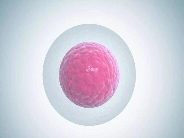 胚胎着床时间晚体内激素量不高就会导致测不出怀孕