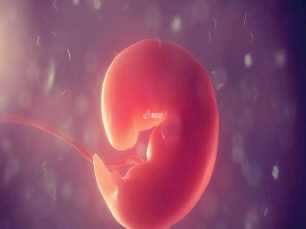胚芽会逐渐出现胎心然后变成胚胎