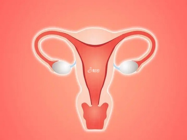 c型子宫内膜不适合移植胚胎成功率低