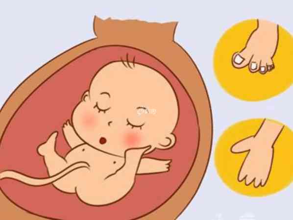 试管移植后胎儿畸形剩下的胚胎可以用