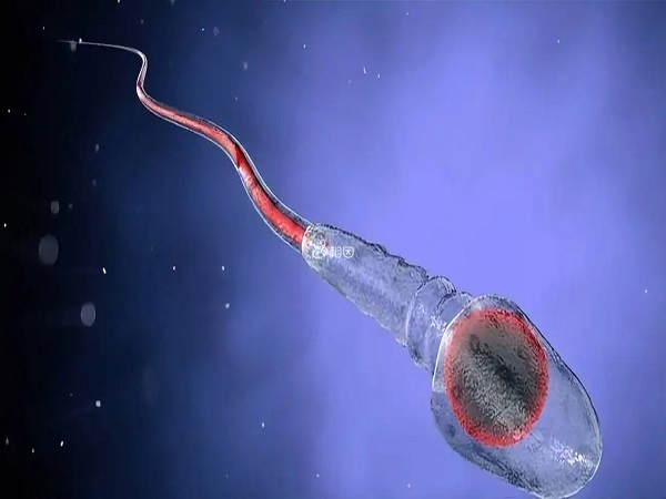 大多数情况下卵子只能接受一个精子进入结合