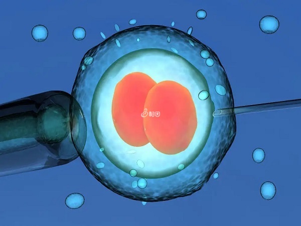 一个鲜胚裂变为两个的几率是比较小的
