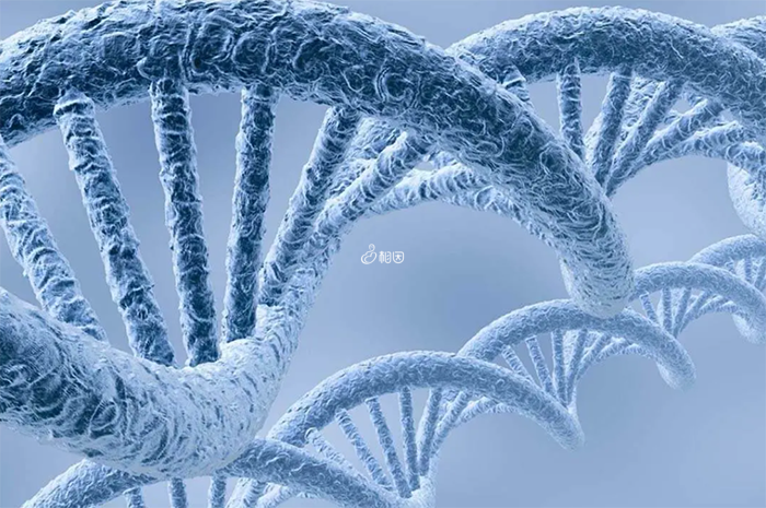 Karyomapping技术可以判断单基因遗传病
