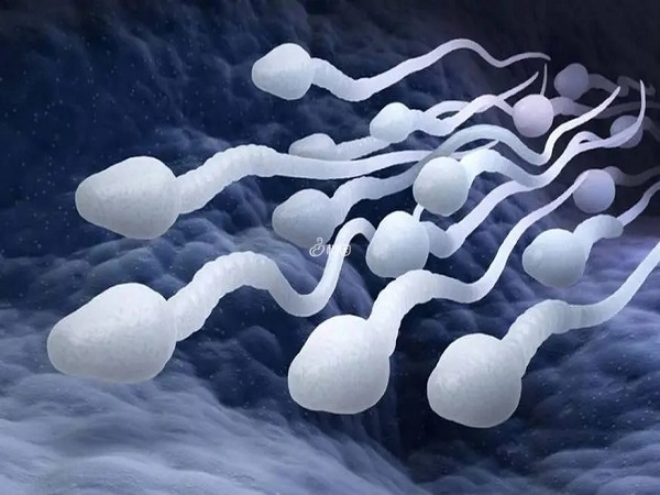 弱精做试管不会对胚胎发育造成影响
