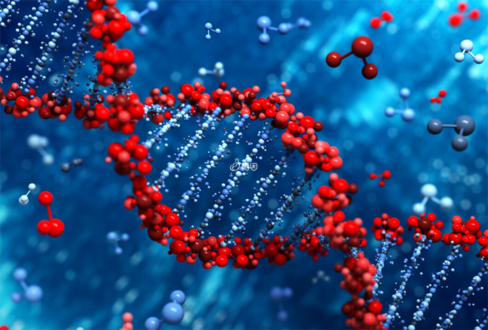 SNP技术可以筛查几乎所有已知所有单基因遗传病