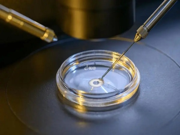 培育第5天的囊胚平均直径在100-200μm左右