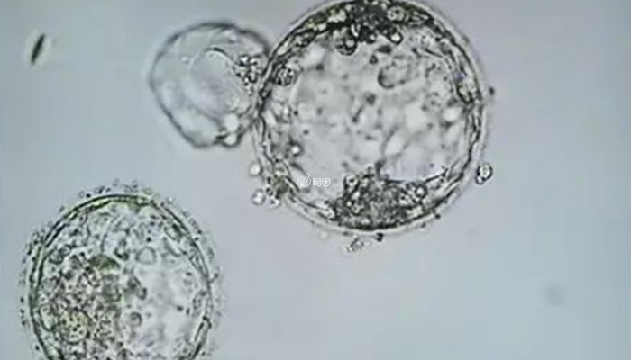 培养成功4个囊胚