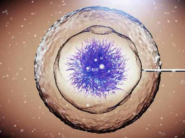 供卵试管适用于卵巢早衰患者