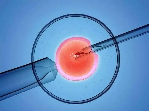 试管移植囊胚的成功率是比较高的