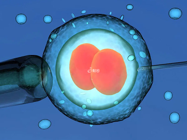 移植一个囊胚可避免多胎妊娠