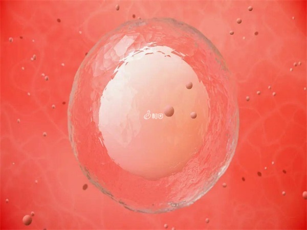 卵子解冻复苏率只有30%-40%