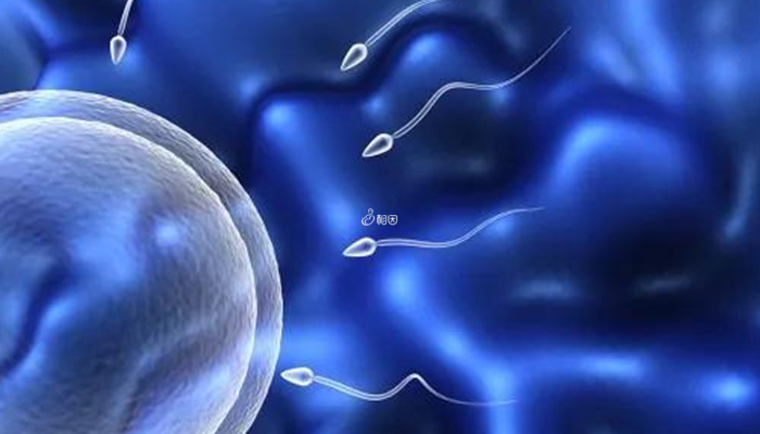 卵子少精子质量不佳自然受孕困难