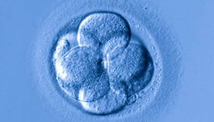一促仅获一个胚胎