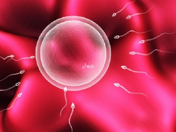 目前只有存在卵巢早衰的已婚女性患者才能做供卵试管婴儿
