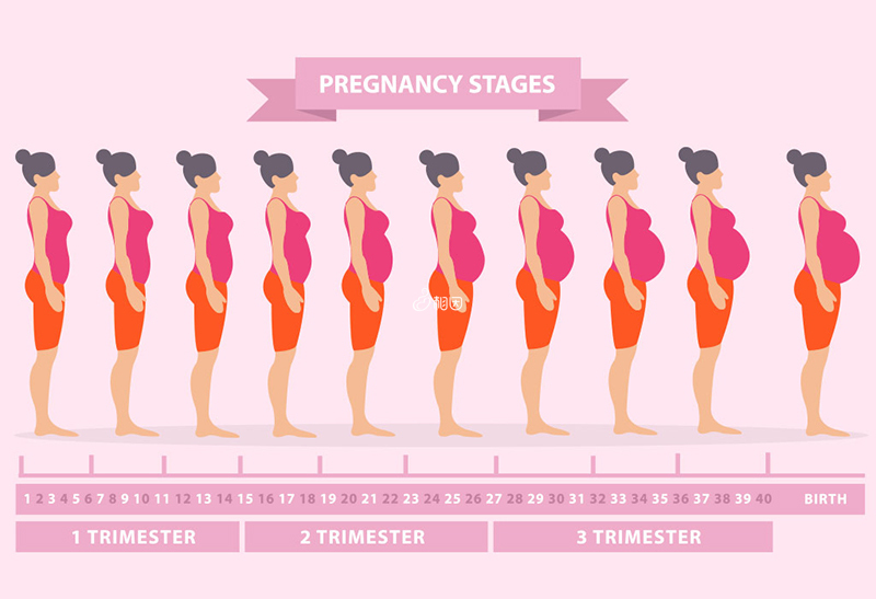 孕肚会随着妊娠月份的增加而逐渐变大