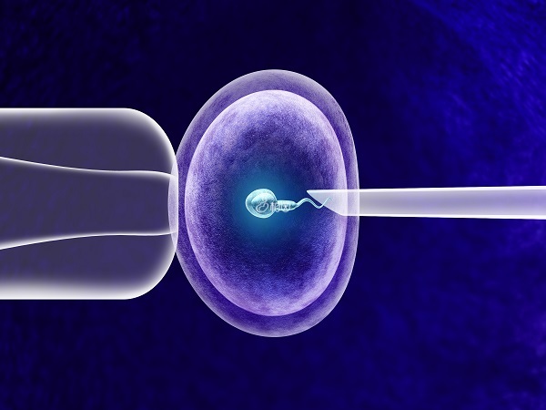 嵌合体胚胎也有移植成功的案例