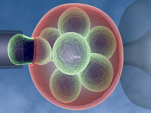 8细胞胚胎比11细胞胚胎质量好