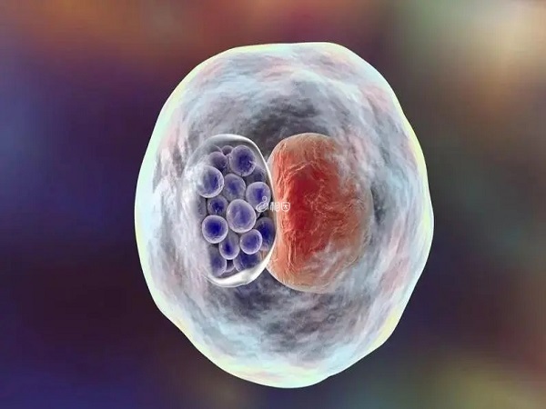 胚胎移植后出血可能会引起先兆流产