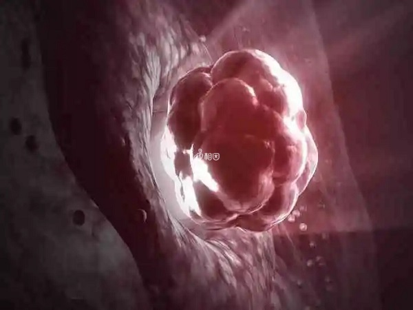 试管前后吃维生素D有利于胚胎着床