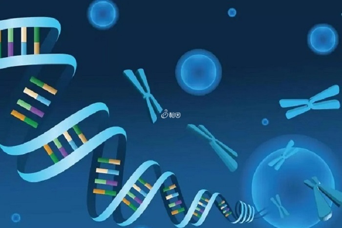 三代试管技术可以避免X连锁显性遗传病
